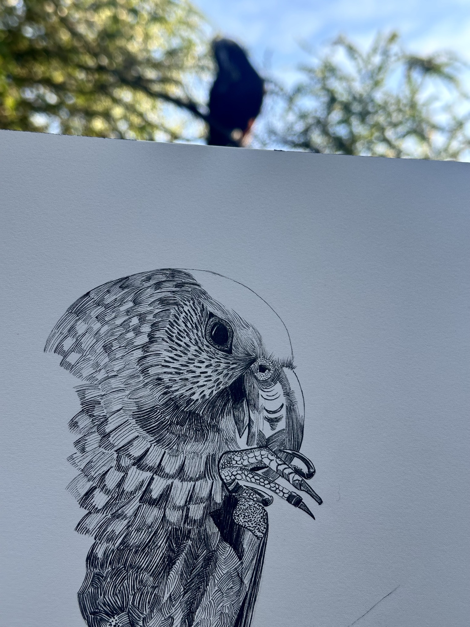 Drawing As A Practice Of Kinship